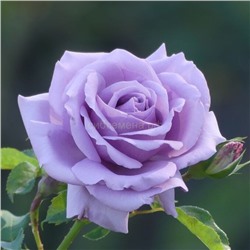 Роза Голубой Нил чайно-гибр (Х)