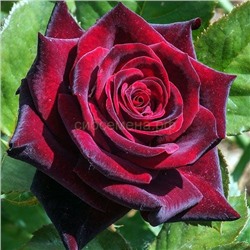 Роза Черная Магия чайно-гибр темно-борд (Х)