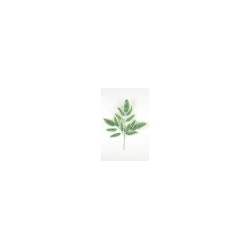 Искусственные цветы, Ветка кустовая манго 15л (1010237) с белым кантом