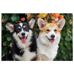 Холст с красками 40х50 по номерам (в коробке) (30цв.) "Два улыбающихся корги"