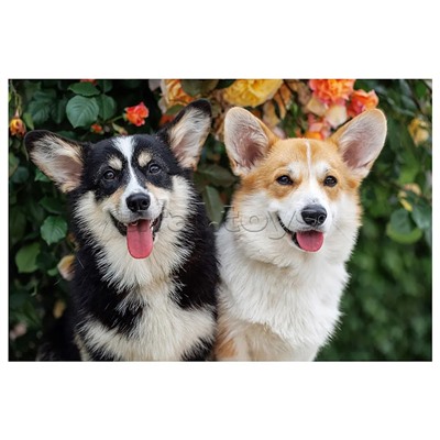 Холст с красками 40х50 по номерам (в коробке) (30цв.) "Два улыбающихся корги"