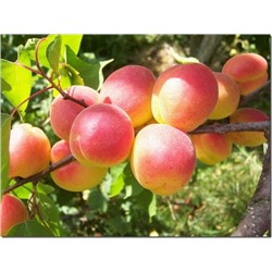 Абрикос ранний Восточно-Сибирский (подвой: бессея) (Код: 4615)