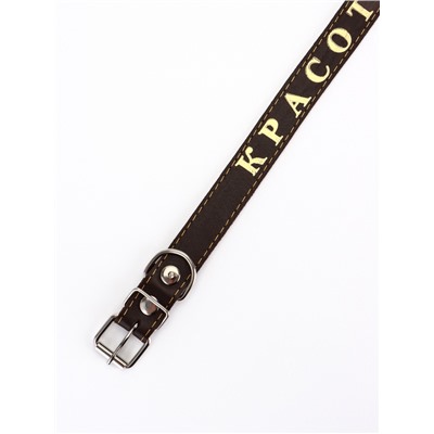 Ошейник «Красотка», 60×2.5 см, однослойный, тиснение фольгой, кожа, цвет МИКС