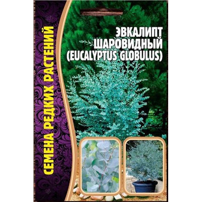 Эвкалипт Шаровидный (Редкие)