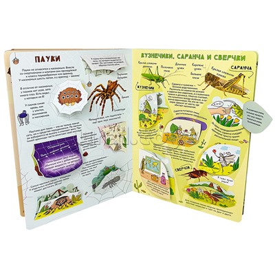 Энциклопедия с окошками (ЦК) Моя первая книга о насекомых