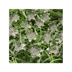 Гирлянда «Нить», 4.5 м, уличная, с насадками «Цветок», IP44, 30 LED, 2 режима, солнечная батарея, тёмная нить, свечение мульти