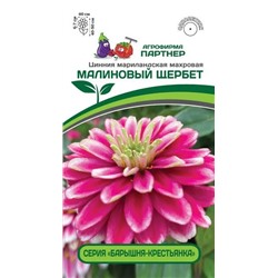3375P Цинния МАЛИНОВЫЙ ЩЕРБЕТ / мариландская махровая 5 шт
