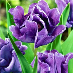 Тюльпан Блю Пэррот попугайный 11/12 3шт СдС