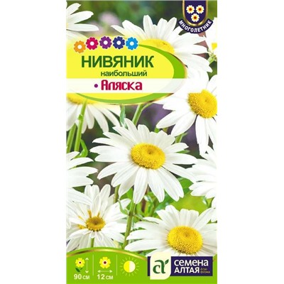 Нивяник Аляска (Алтай)