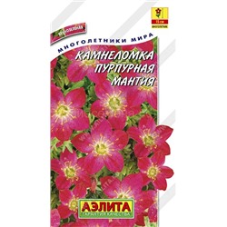 Камнеломка Пурпурная мантия (Аэлита)