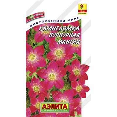 Камнеломка Пурпурная мантия (Аэлита)