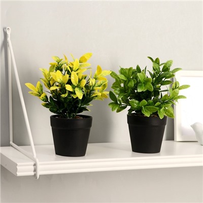 УЦЕНКА Бонсай «Руэллия», 9×20 см, без горшка, МИКС