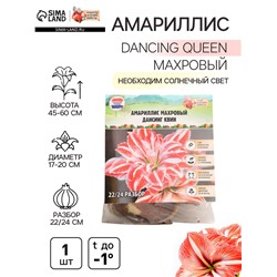 Амариллис Махровый "Dancing Queen", р-р 22/24, 1 шт, Весна 2025