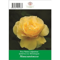 Роза Микеланджело чайно-гибридная ТУБА (БТ)