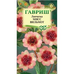 Лапчатка Мисс Виллмонтт непальская Мн (Гавр)