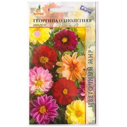 Георгина Амадеус (Код: 78789)