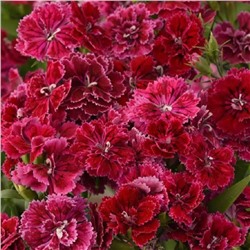 5231D Гвоздика гибридная махровая Династия Роуз Лейс 5шт