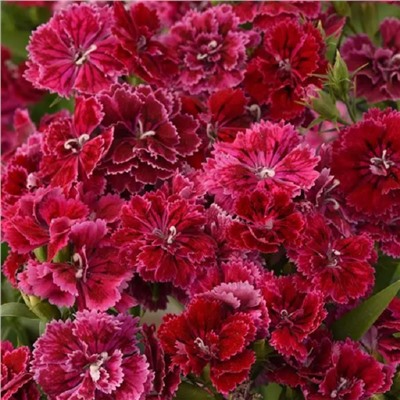 5231D Гвоздика гибридная махровая Династия Роуз Лейс 5шт