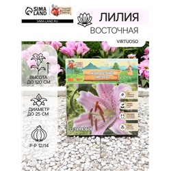 Лилия Восточная Virtuoso, луковица в пакете с перфорацией, р-р 12/14, 3 шт.