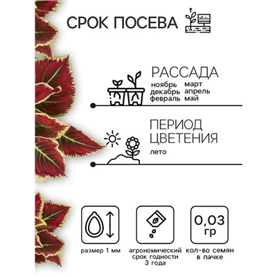 Семена цветов Колеус «Радуга - Фестиваль танца», F1, 10 шт., «Престиж семена»