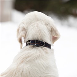 Ошейник кожаный однослойный безразмерный, 45×2 см, ОШ 18-39 см, синий