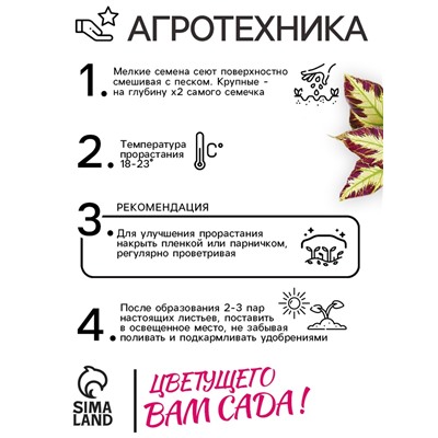 Семена цветов Колеус Визард Мозаик, 10шт