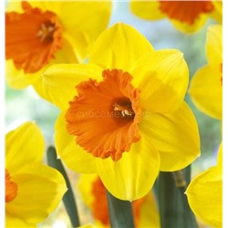 Нарцисс Акита 12/14 2шт СдС