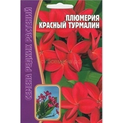 Плюмерия Красный турмлин (Редкие)