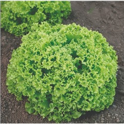 5164D Салат Грин Мастер 10шт