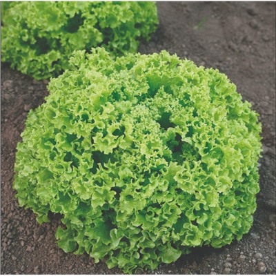 5164D Салат Грин Мастер 10шт