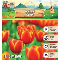 Тюльпан Ад Рем, р-р 11/12, 5шт, Весна 2025