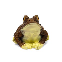 Садовая фигура из полистоуна «Лягушка глазастая древесная», 23×25×20 см