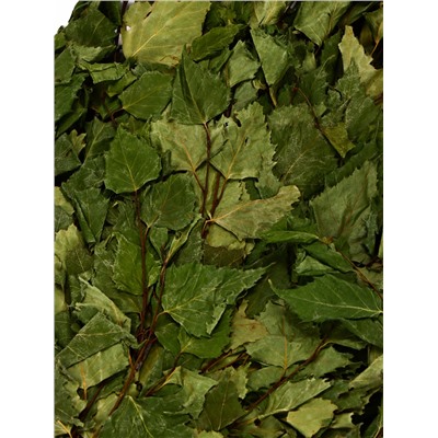 Веник для бани, берёзовый, в упаковке