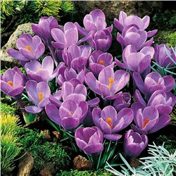 Крокус Гранд Матрэ 7/8 5шт СдС