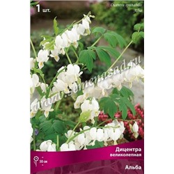 Дицентра Великолепная Альба (Код: 66573)