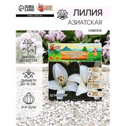 Лилия Азиатская "Навона", р-р 12/14, 3 шт, Весна 2025
