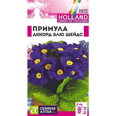 Примула Аккорд Блю шейдс (Алтай)