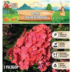 Флокс "Оранж Перфекшн" метельчатый, р-р I, Весна 2025, 2 шт