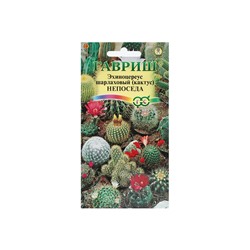 Набор семян комнатных Кактус "Непоседа",  5 шт.