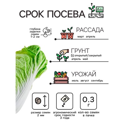Семена Капуста пекинская «ЧА-ЧА» 0.3 г, «Рецепты дедушки Никиты»