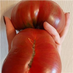 7147T Томат Красавица колледжа 10шт