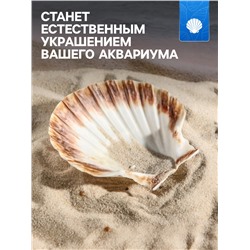 Ракушка декоративная Гребешок, 10-12 см