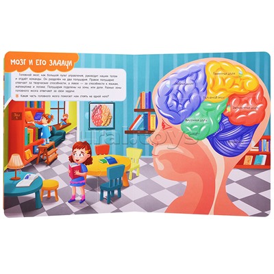 Книги с окошками. Тело человека