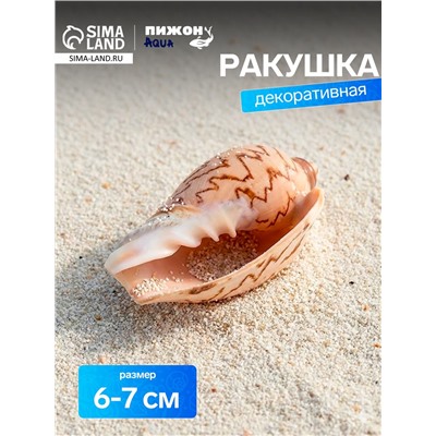Ракушка декоративная, 6-7 см