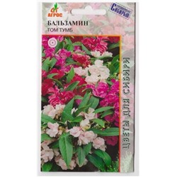 Бальзамин Том Тумб (Код: 7243)