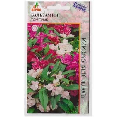 Бальзамин Том Тумб (Код: 7243)