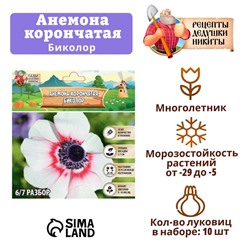 Анемона корончатая "Биколор", р-р 4/5, 10 шт, Весна 2025