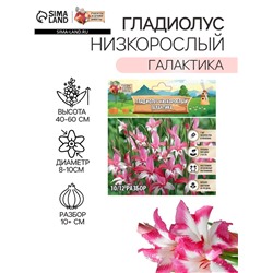 Гладиолус Низкорослый "Галактика", р-р 10+, 7 шт,