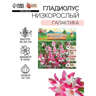 Гладиолус Низкорослый "Галактика", р-р 10+, 7 шт,