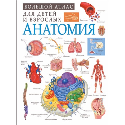АСТ Спектор А.А. "Анатомия"